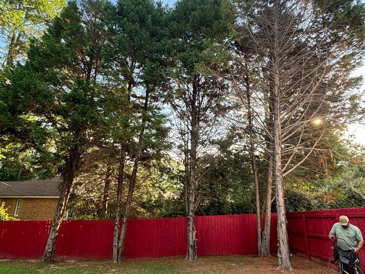 El Costeño Tree Service LLC